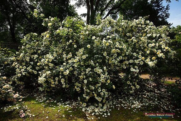 Annapolis Royal Historic Gardens