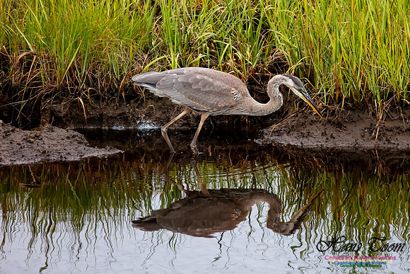 Great Blue Heron 219