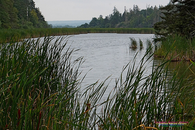 Chignecto National Wildlife Area 2720