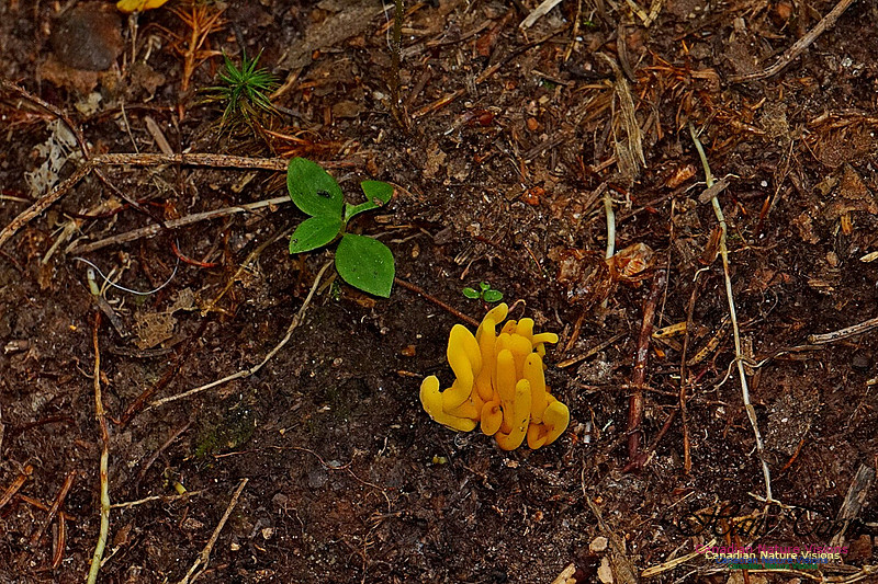 Chignecto National Wildlife Area 2734