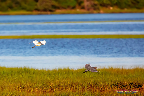 Little Blue Heron 130