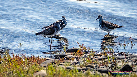 Lesser Yellowlegs 103