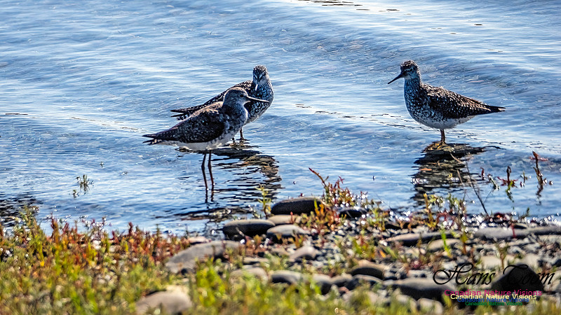 Lesser Yellowlegs 103