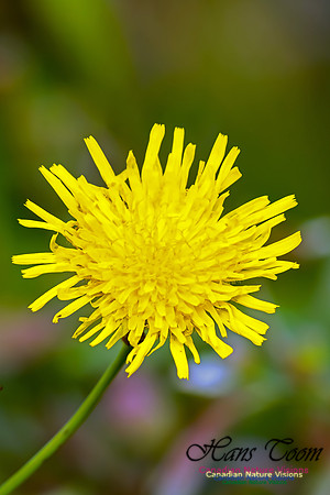 Canada Hawkweed