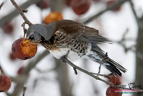 Fieldfare