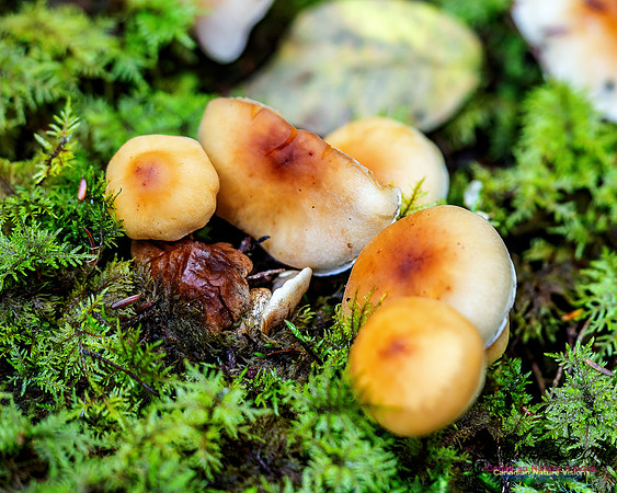 Fungus Walk In the Woodland 121