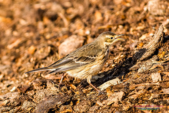 American Pipit 104