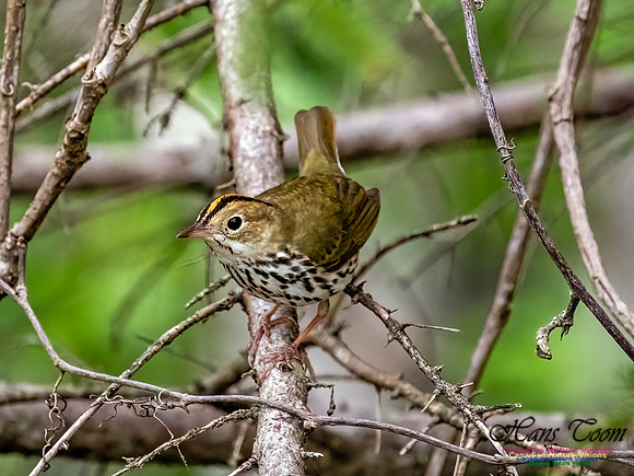 Ovenbird 700