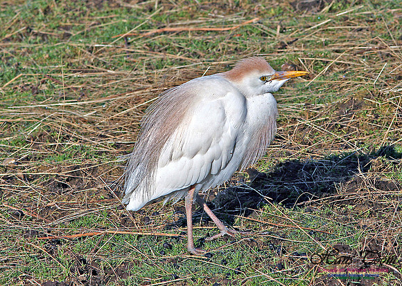 Cattle Egret