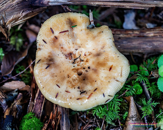 Fungus Walk In the Woodland 111