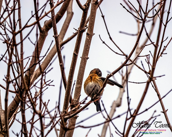 Eastern Bluebird 804