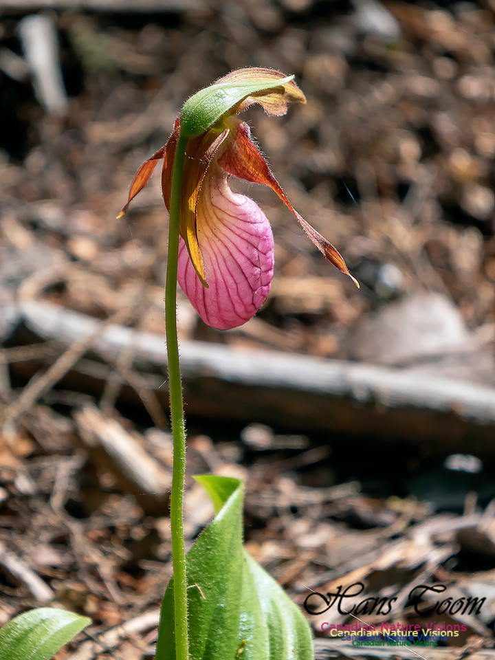Pink Ladies' Slipper Orchid 1