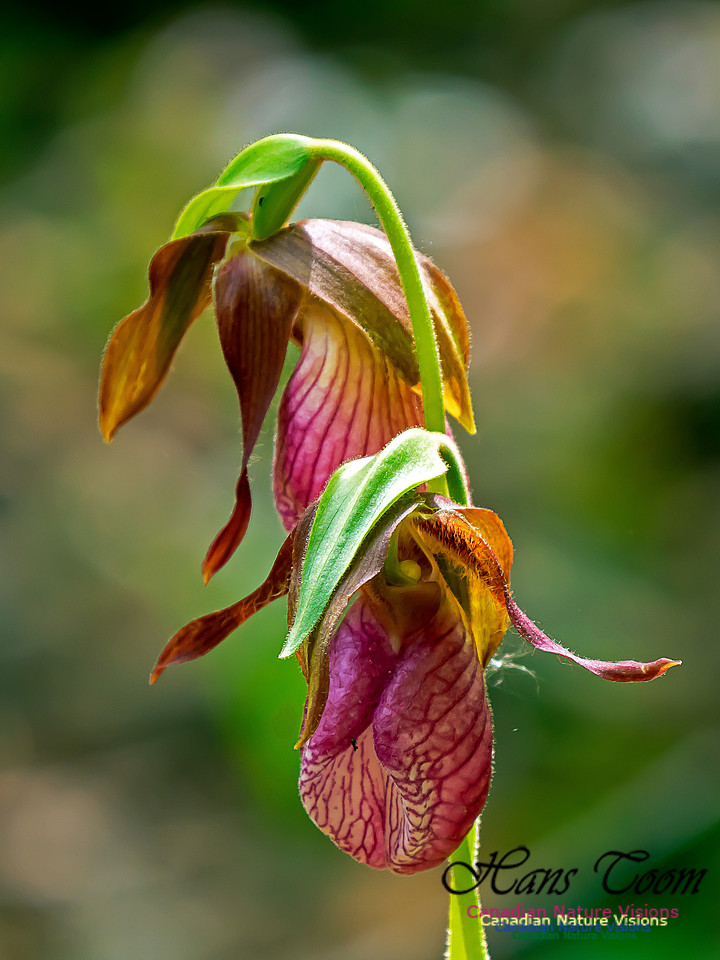 Pink Ladies' Slipper Orchid 2