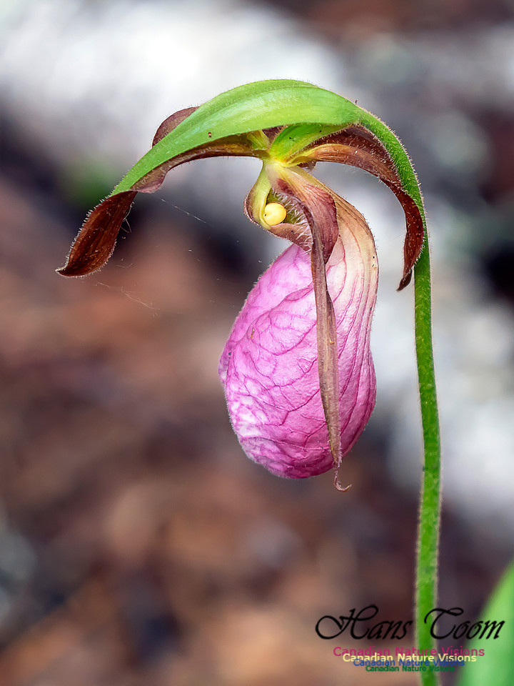 Pink Ladies' Slipper Orchid 3