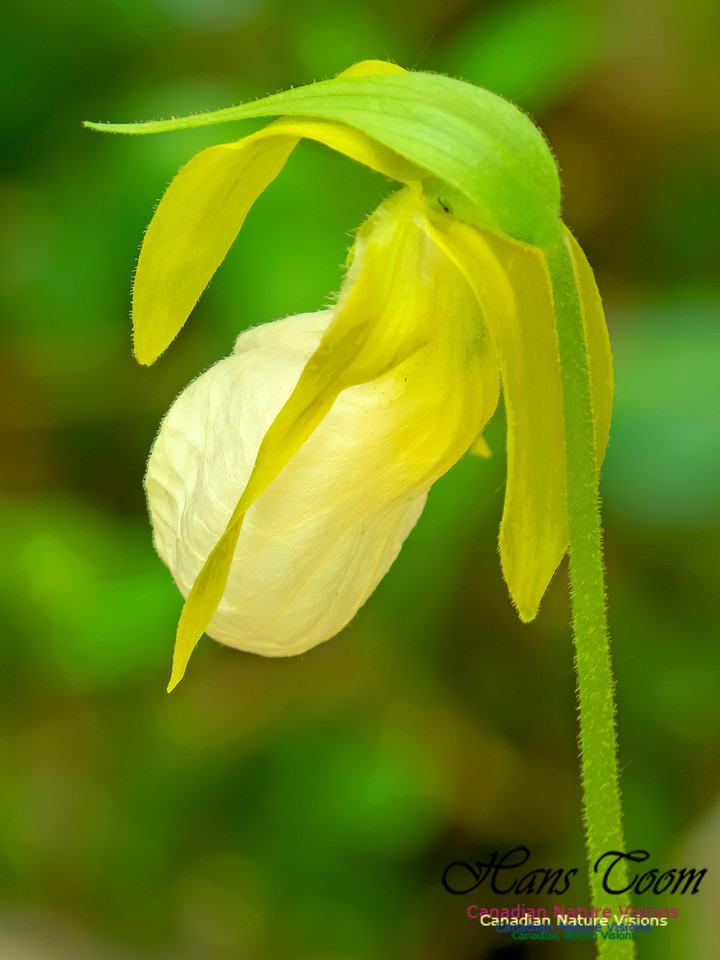 Pink Ladies' Slipper Orchid 4