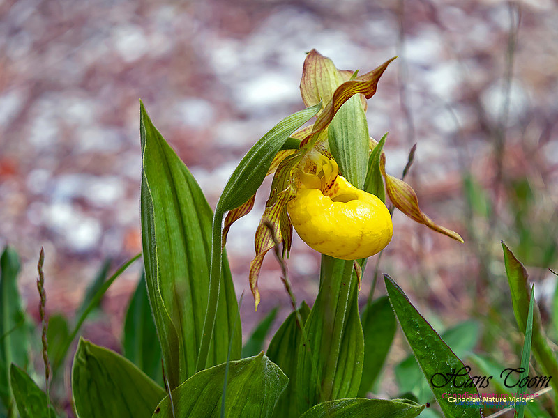 Yellow Ladies' Slipper Orchid 1