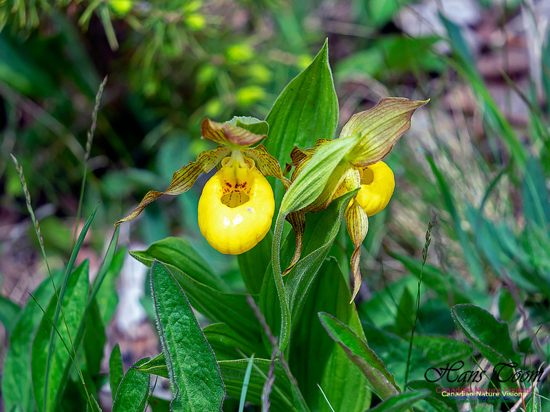Yellow Ladies' Slipper Orchid 2