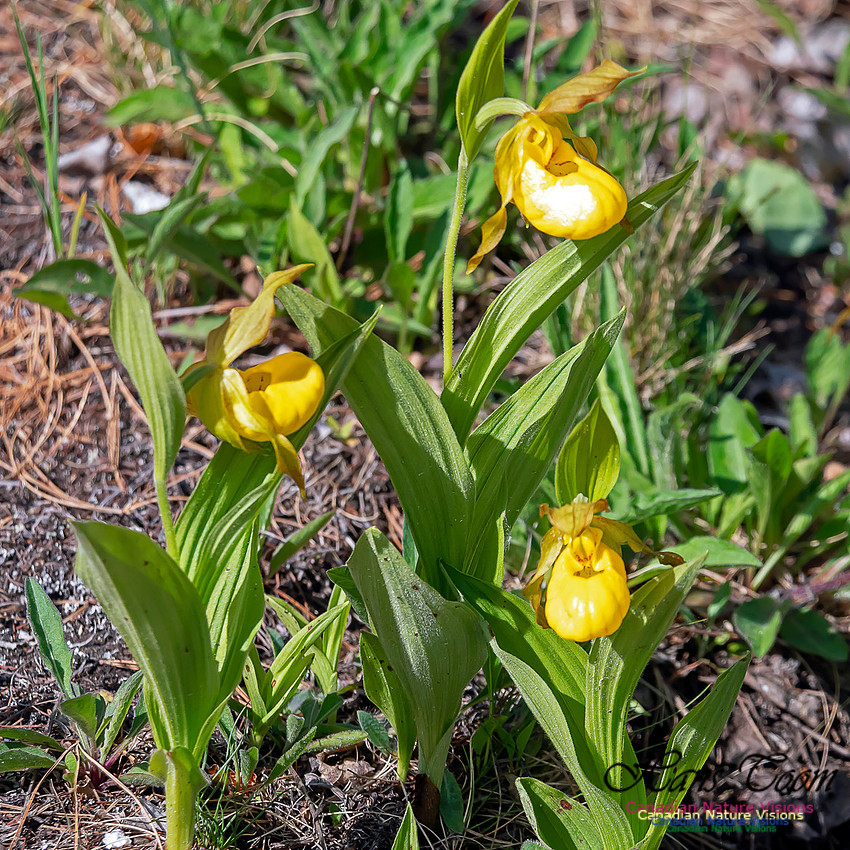 Yellow Ladies' Slipper Orchid 3