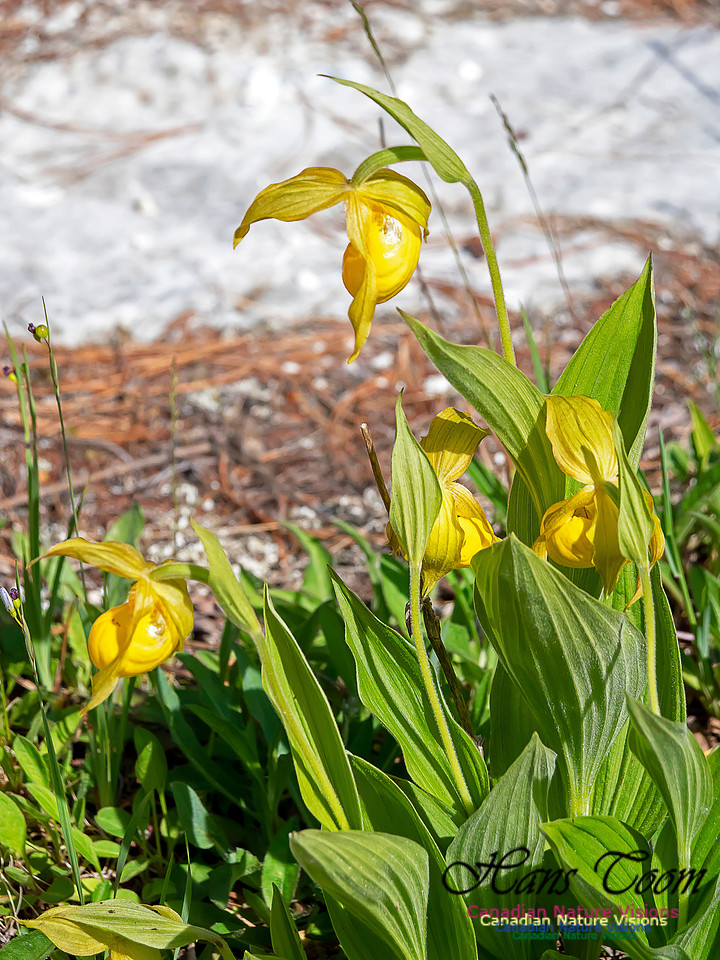 Yellow Ladies' Slipper Orchid 4