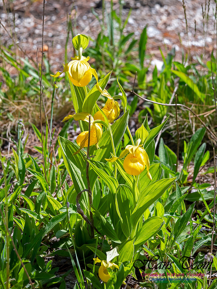 Yellow Ladies' Slipper Orchid 5