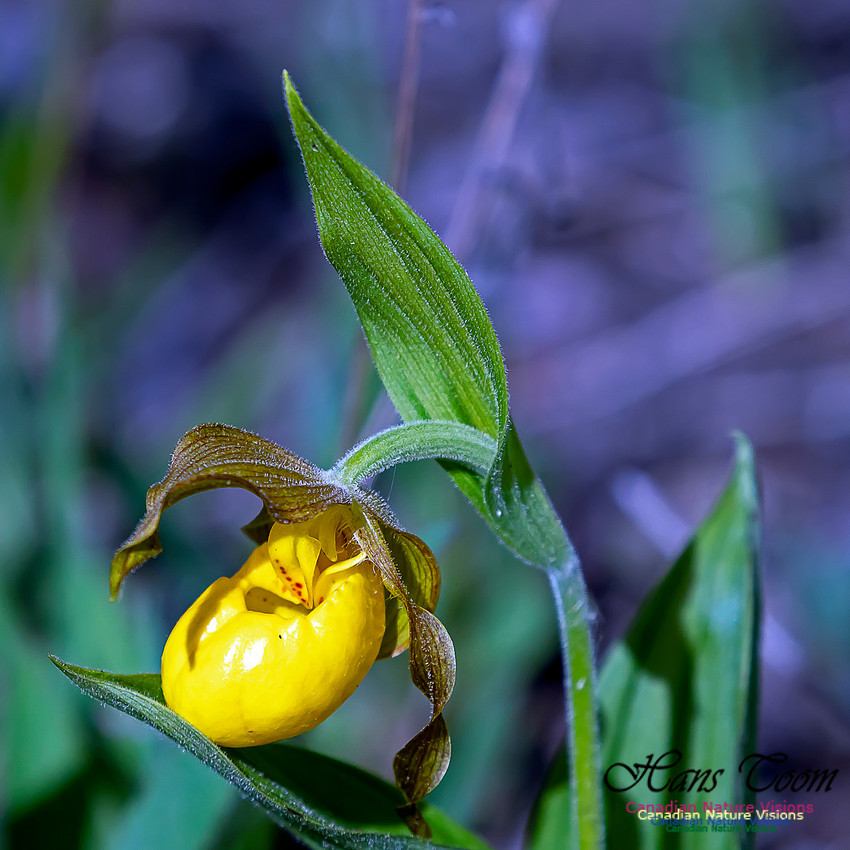 Yellow Ladies' Slipper Orchid 6