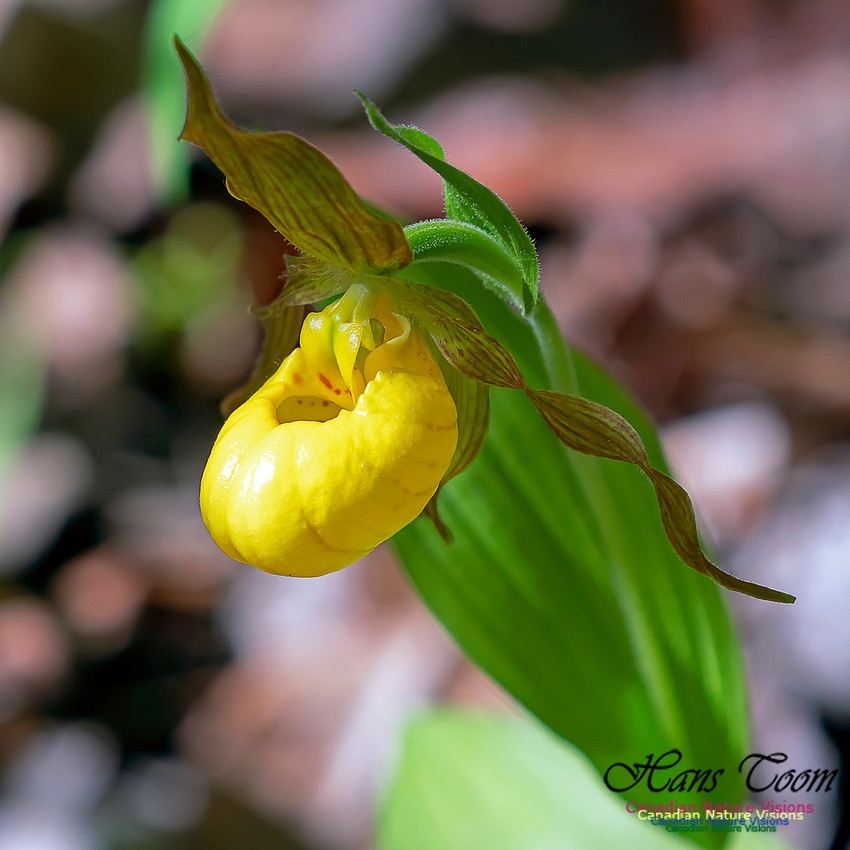 Yellow Ladies' Slipper Orchid 7