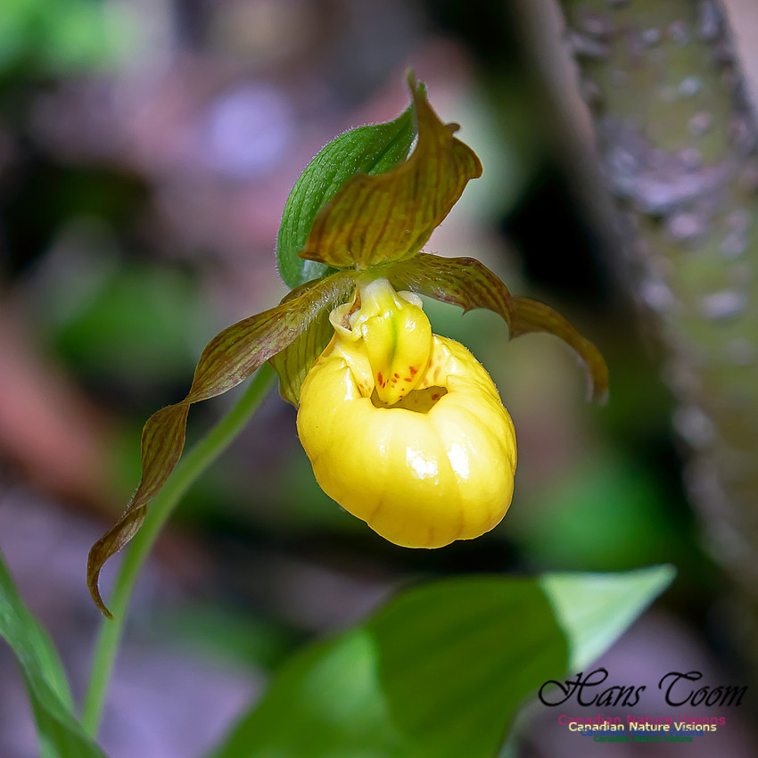 Yellow Ladies' Slipper Orchid 8