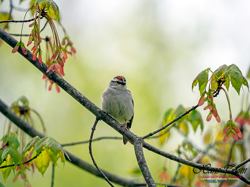 Chipping Sparrow 1