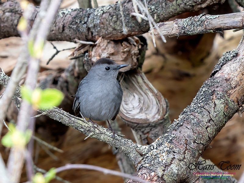 Grey Catbird 1