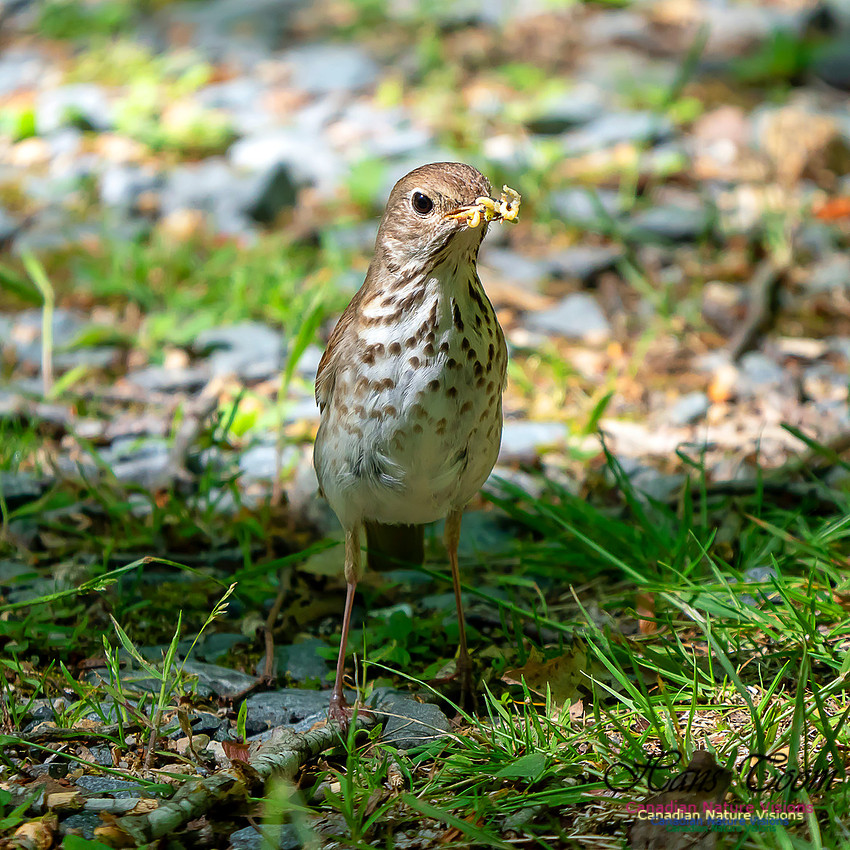 Hermit Thrush 1