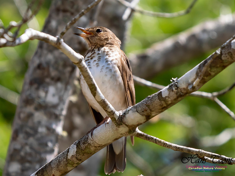 Swainson's Thrush 1