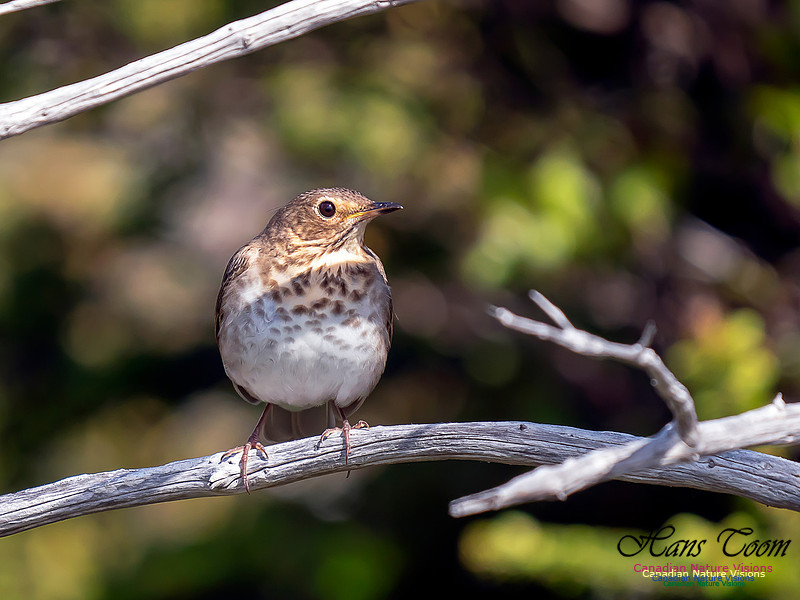 Swainson's Thrush 2