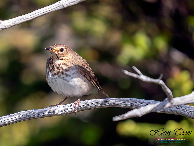Swainson's Thrush 3