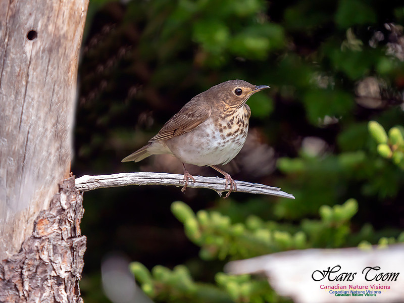 Swainson's Thrush 4