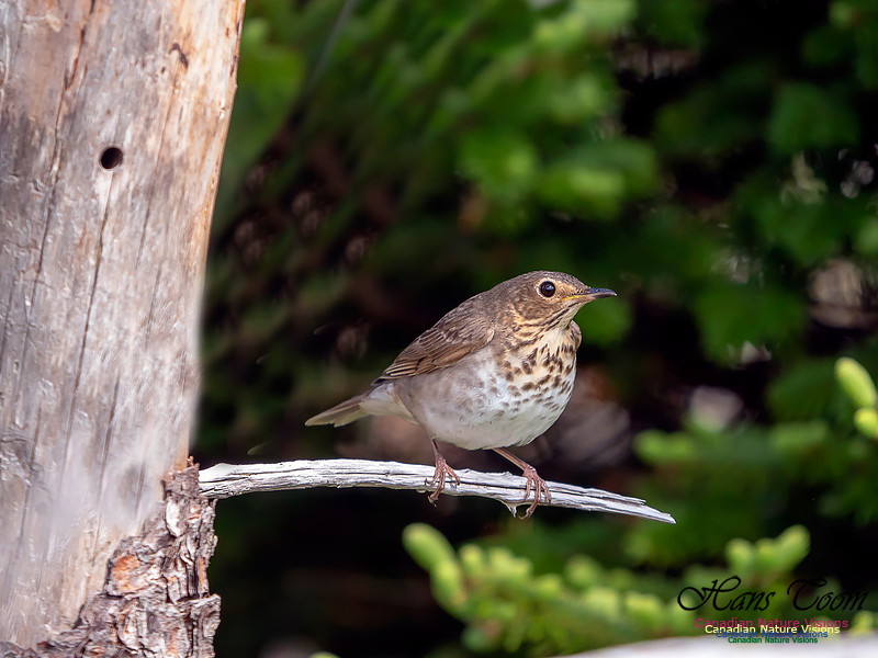 Swainson's Thrush 5