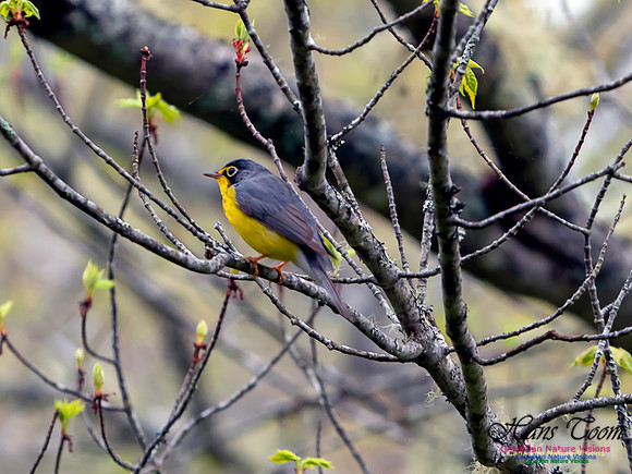 Canada Warbler 1