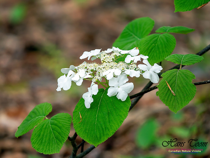 Dogwood 1
