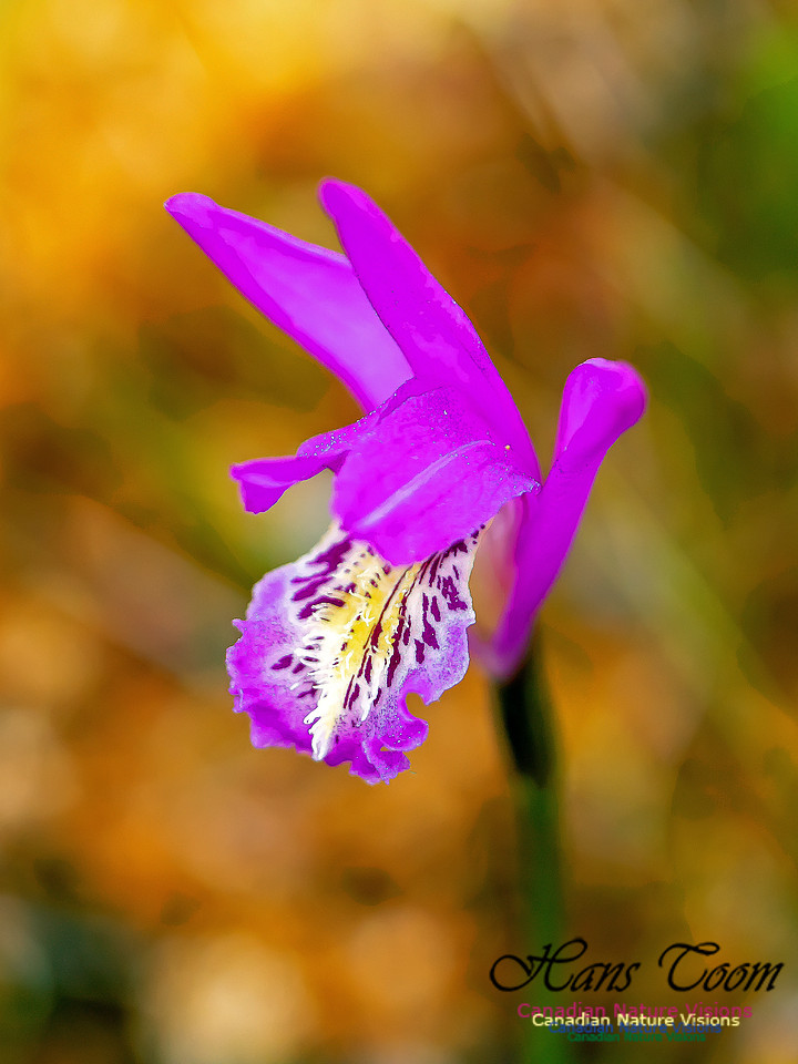 Dragon's Mouth Orchid 2