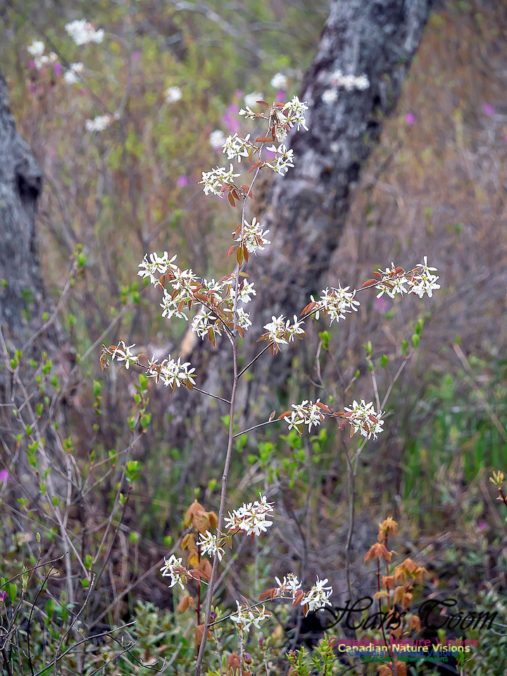Indian Pear 1