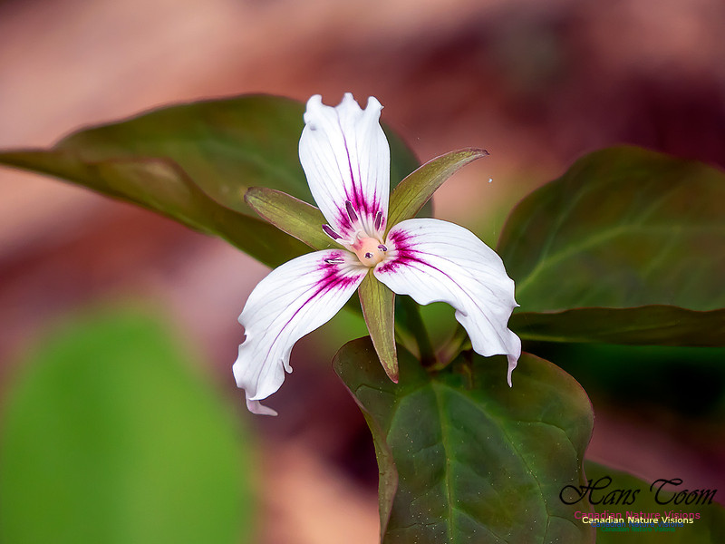 Painted Trillium 1