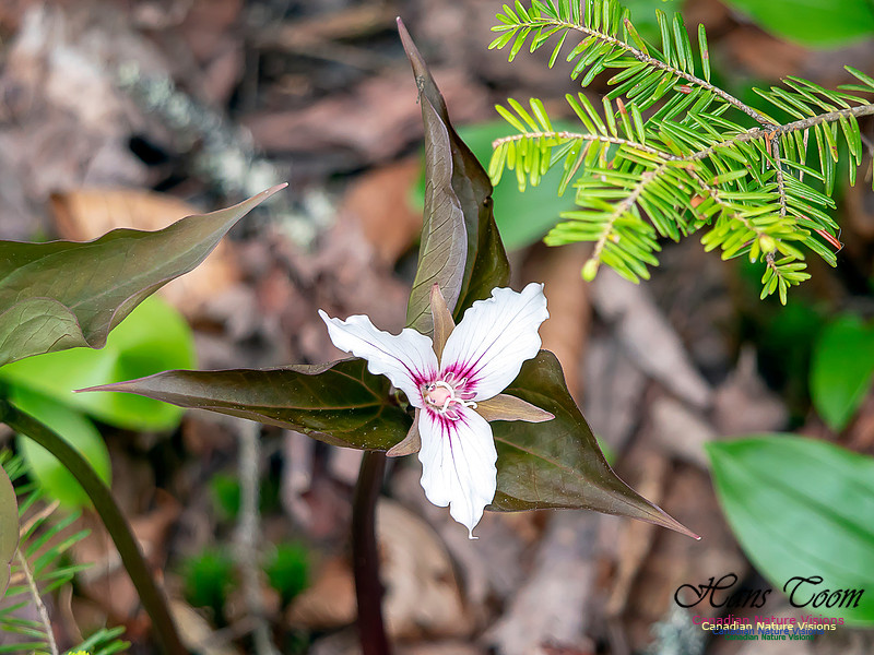 Painted Trillium 2