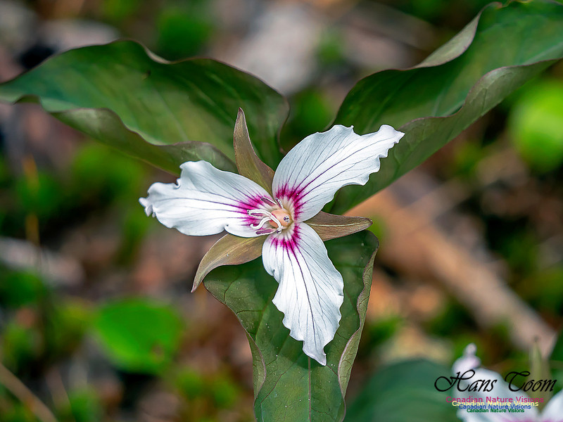 Painted Trillium 3