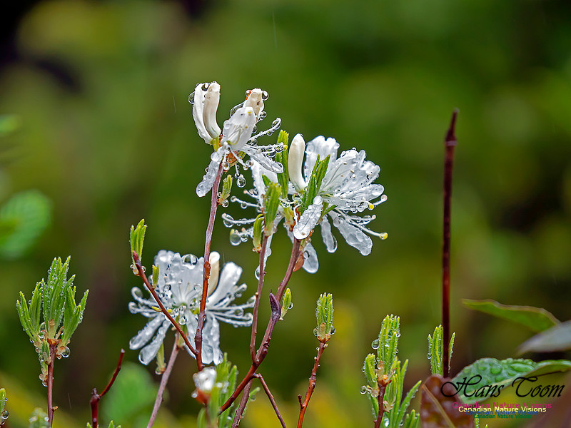 White Rhodora 1