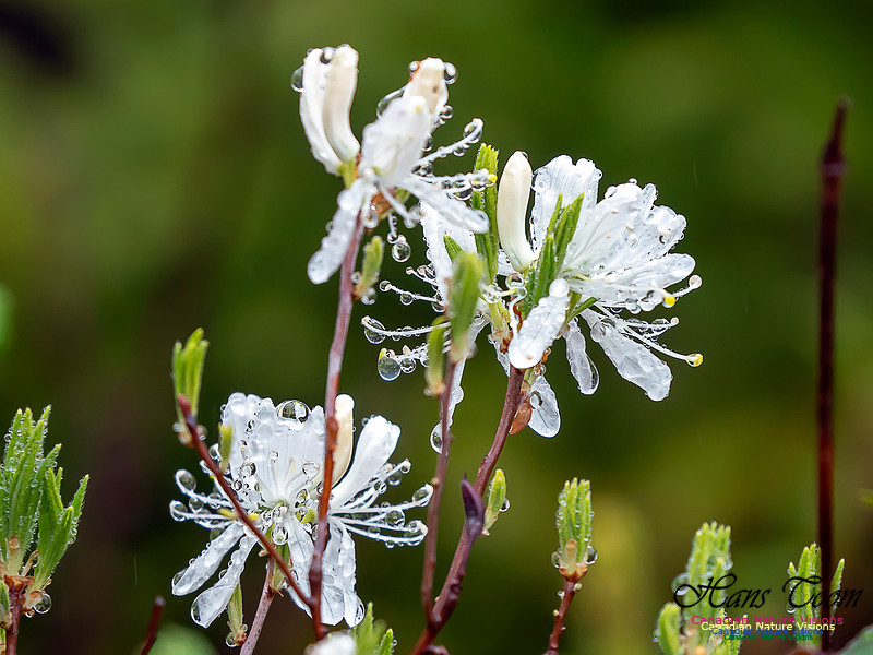 White Rhodora 2