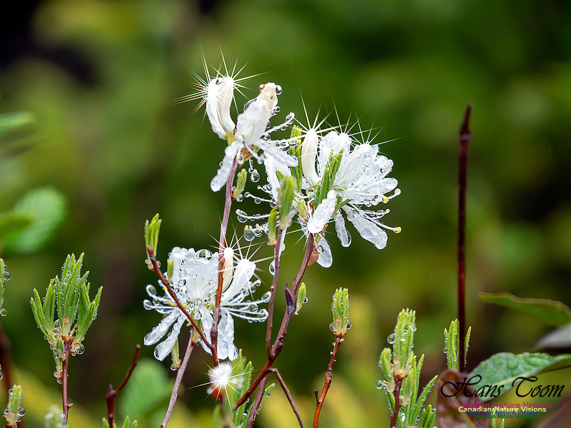 White Rhodora 3