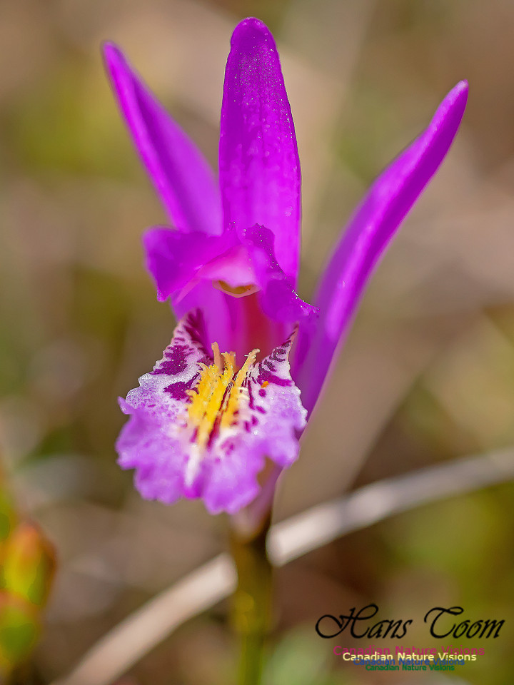 Dragon's Mouth Orchid 1