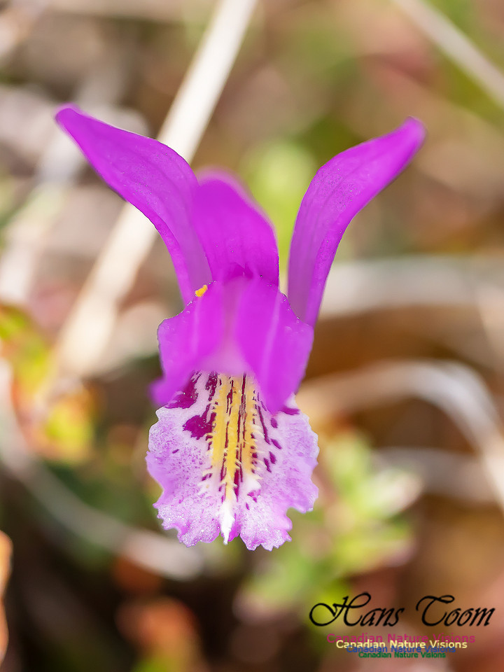 Dragon's Mouth Orchid 3