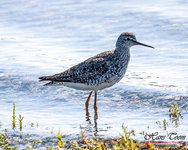 Lesser Yellowlegs 102