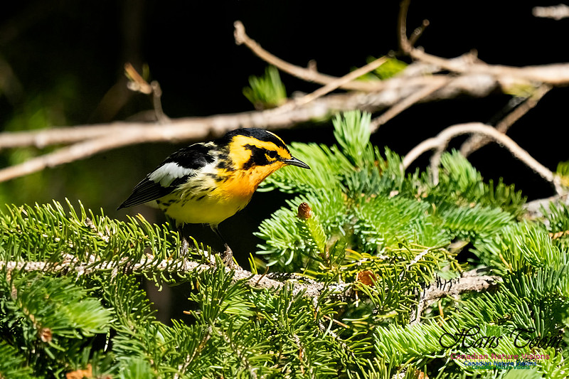Blackburnian Warbler 101