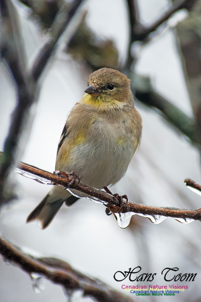 American Goldfinch